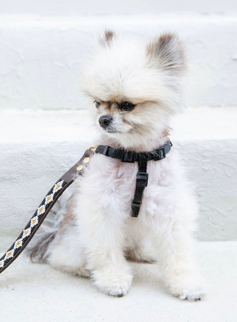 Pomeranian clearance dog collar